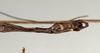 CollectionObject 1561961; 5dacd439-b6b6-40b9-978a-facdc904eb9e: copyright MIZ. male: end of abdomen, ventral view (holotype). (CollectionObject).