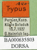 CollectionObject 1564443; 80bd6b64-6813-40bb-a04d-8342a423ad5d: labels (allotype of Dociostaurus elbursianus caspicus). (CollectionObject).