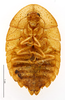 CollectionObject 1587310; MNHN(SF IMPORT DUPLICATE) MNHN-EP-EP1296, 9aa5defc-5235-4468-82c3-eb1de455c314: CC BY-NC-ND 4.0/MNHN - Depraetere Marion - 2014. Paratype, female, of akinetum Grandcolas, 1991. Specimen number: MNHN-EP-EP1296. http://coldb.mnhn.fr/catalognumber/mnhn/ep/ep1296. (CollectionObject).