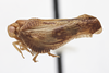 Habitus, lateral view on Euhyloptera Fennah, 1945: (Observation).