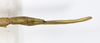 CollectionObject 1559026; NMW 779, 7e1847a0-cd7c-432d-9d71-6405e0886c23: copyright NMW, Vienna. female: end of abdomen, lateral view (syntype). (CollectionObject).