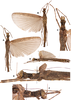 CollectionObject 1593792; 7dc591f0-1d50-4459-b9b0-ee062b1b2860: copyright RBINS. female (paratype). (CollectionObject).