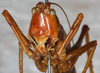 CollectionObject 1532823; 46040265-d0ed-42a5-80c0-6fcae64b59c4: male, frontal view. (CollectionObject).