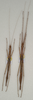 CollectionObject 1562737; 932440d7-0230-4ede-bc39-bfad00f3fbd9: copyright QMBA. females: dorsal view (paratypes). (CollectionObject).
