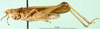 CollectionObject 1501315; 031c7b33-85fd-41d7-86b1-ce4668ad8c46: male, lateral view (syntype). (CollectionObject).