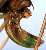 Scolocerca fusciala Ragge, 1980: female ovipositor (paratype). (Otu).