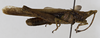 CollectionObject 1523793; fb057fe7-ebe2-49d0-a146-39d857d551be: male, lateral view (holotype). (CollectionObject).
