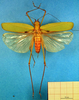 CollectionObject 1501728; 5047cecc-ff1d-4b6c-a18c-639d417ab5ed: female, dorsal view. (CollectionObject).