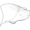 Pygofer, lateral view on Arboridia (Arboridia) lunula Song & Li, 2013: (Observation).