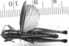 CollectionObject 1535883; a750ba41-b51c-4186-b738-f9ffbcec20a6: Image Carbonell, C.S. male, dorsal view (holotype of Mastusia spectabilis). (CollectionObject).
