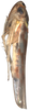 Habitus, lateral view on Arboridia (Arboridia) kakogawana (Matsumura, 1932): Habitus, lateral view. (Observation).