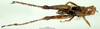 CollectionObject 1500955; 2c218821-1817-4f34-be43-a3299222044d: female, dorsal view (holotype). (CollectionObject).
