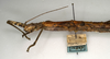 CollectionObject 1560673; NMW 913, 57624390-4f1f-42be-ae6c-4b381ab3aa6d: copyright NMW, Vienna. female: head and thorax, lateral view of synonym Oxyartes honestus (holotype). (CollectionObject).
