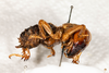 CollectionObject 1532484; d5bf0df3-3594-4eaf-923b-15ef81833a40: female, lateral view (holotype). (CollectionObject).