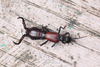 Cordax claviger (Burr, 1917): (Otu).