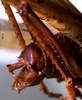 CollectionObject 1503239; MBBJ 3224696, cd65970e-4160-41e0-bd48-6dcd27387d31: male abdominal apex. (CollectionObject).