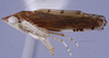 Habitus, lateral view on Favintiga Webb, 1981 n. sp. 33-16: (Observation).