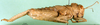 CollectionObject 1502037; c50d5f1e-1215-4d47-bbec-2d4e79518309: female, lateral view (paratype of Glyphotmethis heldreichi rubrescens). (CollectionObject).