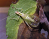 male, dorsal view (Wisconsin, Kenosha County, Richard Bong State Recreation Area, 2018). Depicts Oecanthus latipennis Riley, 1881, an Otu.