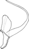 Aedeagus, lateral view on Ayubiana lantanae Ahmed, 1969: Aedeagus, lateral view. (Observation).