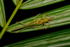 CollectionObject 2234153; 1f4440df-1d82-4c2f-b55f-cc96f16bb950: Photograph by M. Fianco. male on Arecaceae leaf. (CollectionObject).