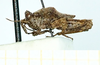 CollectionObject 1598168; 6d8d8833-652f-4821-9674-4b8942d1816f: larve, no type (lateral view). (CollectionObject).