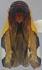 Habitus, dorsal view on Pseudocostanana piraquarensis (Domahovski & Cavichioli, 2023): Male holotype [DZUP]: habitus, dorsal view. (Observation).