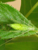 Oecanthus alexanderi Walker, 2010: 5th stage instar nymph. (Otu).