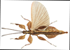 Acentetaphyllium stellae (Cumming, 2016): copyright SDNHM, San Diego. male (holotype): dorsal view. (Otu).