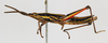 CollectionObject 1540596; 6b57ac77-96ac-4da7-bb79-1425a3f6e91b: male, lateral view (holotype). (CollectionObject).