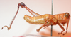 CollectionObject 1543633; 1f869dca-e109-4e68-80e4-584d1ee844c8: male, lateral view (lectotype). (CollectionObject).