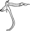 Aedeagus, lateral view: !! display not done !! on Alnetoidia (Alnella) Anufriev, 1971: Aedeagus (A. orientalis Dwor.), lateral view. (Observation).