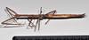CollectionObject 1558585; NTUC 719, eb6f0012-b2b7-495b-835a-b789b0b39b78: copyright NTUC. female, lateral view (holotype). (CollectionObject).