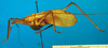 CollectionObject 1501983; 25ff719b-ef92-4180-bc68-dcb3c4536f5c: male, lateral view (lectotype of Mastighapha crassicornis). (CollectionObject).