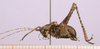 CollectionObject 1575954; 35ff119f-a3f5-42dc-8a3b-f9408c924254, cbt039s04: specimen cbt039s04. male, lateral view (holotype). (CollectionObject).