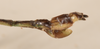 CollectionObject 1559668; e70602ff-800d-4997-bba6-2b38a3242b19: copyright OUMNH. male: end of abdomen, lateral view of synonym Necroscia euplectes (holotype). (CollectionObject).