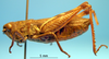 CollectionObject 1530813; af882699-f0a4-48b1-bd0c-e6ba6a764c60: male, lateral view (paratype or syntype). (CollectionObject).