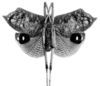 CollectionObject 1531798; d2437372-cf58-45be-a321-f96468e6a9bf: Pl. IV, Fig. 30 (photo Le Charles). male, ventral view (holotype, tegmen length 25 mm). (CollectionObject).
