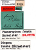 CollectionObject 1500540; 4e41bf74-478d-47b0-9906-0ab024fe0b45: labels (holotype). (CollectionObject).
