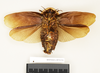 Monastria biguttata (Thunberg, 1826): Copyright Natural History Museum, London. Holotype (adult male) in BM(NH). Ventral view. (Otu).