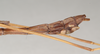 CollectionObject 1562018; NHMUK(SF IMPORT DUPLICATE) 844843, 02beb93f-6bb1-4187-93c6-68bcd0cf3f1c: copyright Natural History Museum, London. male: end of abdomen, lateral view of synonym Sipyloidea peelensis (holotype). (CollectionObject).