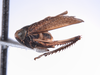 Habitus, lateral view on Docalidia matthewi Nielson, 1990: (Observation).