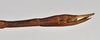 CollectionObject 1558581; 5094e634-967d-4141-83cf-733a7e174ce9: copyright NTUC. female: end of abdomen, lateral view (syntype). (CollectionObject).;CollectionObject 1558582; 20db8149-d18d-4462-8167-11f604b61075: copyright NTUC. female: end of abdomen, lateral view (syntype). (CollectionObject).