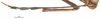 CollectionObject 1581818; 358478bd-b406-4638-9324-2a3ab7645a91: female, antenna (holotype). (CollectionObject).
