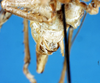 CollectionObject 1578135; d84b4097-3d20-4ef7-aa66-8a0bb64fa51f: male abdomen tip. (CollectionObject).