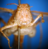CollectionObject 1530825; 6e715dd5-a6ac-4f7a-91b4-fa714d9bddda: female, frontal view (syntype). (CollectionObject).