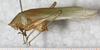 male, lateral view (syntype). Depicts CollectionObject 1532217; NMW 6773, 5243bd71-3542-4ce6-a9e1-d02738feba4f, a CollectionObject.