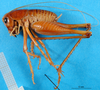 CollectionObject 1500212; 296b077e-de88-44dd-9f9c-02b3e9345612: male, lateral view (syntype). (CollectionObject).