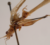 CollectionObject 1534526; 6066b610-356e-42e4-ad35-3087b1beee45: male, ventral view (holotype). (CollectionObject).