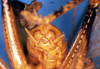 CollectionObject 1505250; f6343758-bbe0-47e4-9c5d-f7321849863d: male abdomen tip (holotype of Gryllacris baramica). (CollectionObject).